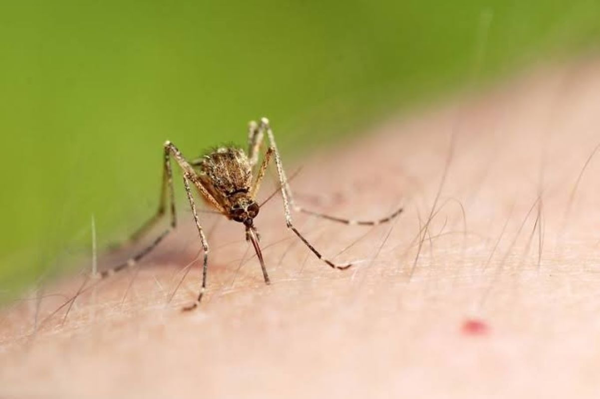 First Detection of Usutu Virus (USUV) in Scotland